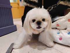 -帕帕拉兹宠物(亚洲旗舰店)