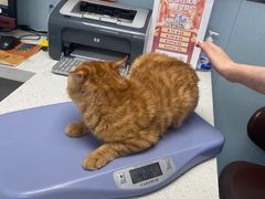-纳吉亚猫专科动物诊疗中心(蒋宅口分院)