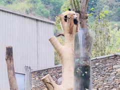 -卧龙中华大熊猫苑神树坪基地
