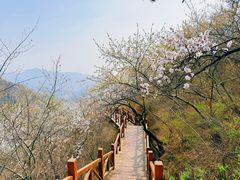-大岭沟猕猴桃谷风景区