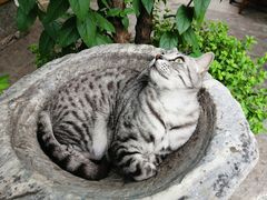 -喵屿·大理花园猫咖