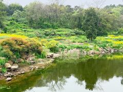 -巢湖姥山岛