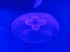 -多彩贵州城极地海洋世界