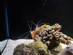 -暹罗海洋世界