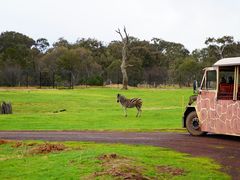 -威勒比开放式动物园