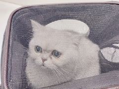 -关爱宠物医院·猫科中心·消化科(滨湖万达分院)