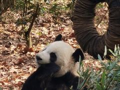 -成都大熊猫繁育研究基地