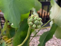 -拌来拌去石鍋拌飯(文鼎店)