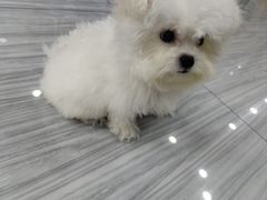 -瑞派名望24h动物医院异宠专科·猫专科·骨科·重症监护分院