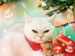 -宠颐生斯嘉宠物医院·急重症·心内科(谷阳北路分院)