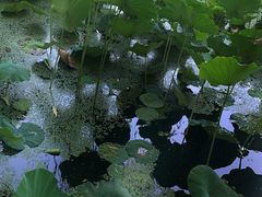 -莲湖公园