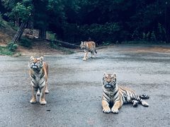 -大连森林动物园