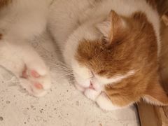 -飞行喵MR PILOT|猫舍·猫咖(静安大融城店)