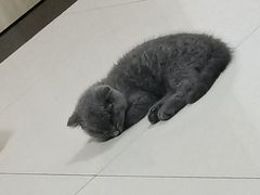 -关爱宠物医院·猫科中心·消化科(滨湖万达分院)