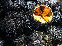 -港畔赶海蒸汽海鲜烧烤自助(仙螺岛店)