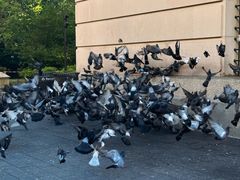 -Lady M Cake Boutique(麦迪逊大道店)