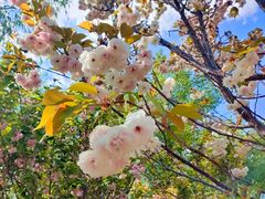 -长白岛森林公园