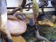 -灵龟之家百象馆(百象馆联合旗舰店)