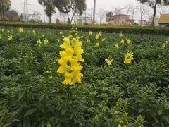 -广东花都香草世界旅游度假区
