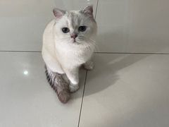 -鼓捣猫呢主题猫咖店