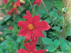 -紫颐香薰山谷景区