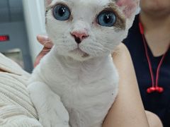 -瑞派长江宠物医院·猫科·外科·24小时夜护(谊城公寓分院)