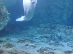 -珠海长隆海洋王国
