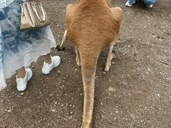 -可伦宾野生动物保护区