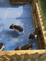 -萌宠亲子动物乐园(槐房万达店)