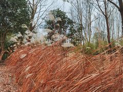-梁鸿国家湿地公园