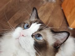 -蓝鲸·缅因猫舍