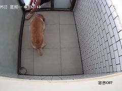 -趣玩宠物乐园寄养训犬训狗游泳池