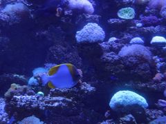 -太平洋海底世界