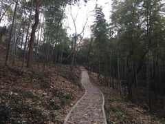 -上海佘山国家森林公园天马山园