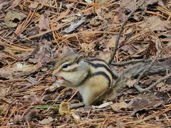 -五营红松林海景区