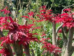 -桤木河湿地公园