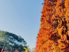 -贡湖湾湿地公园