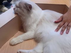 -瞄一喵猫咖(格力海岸店)