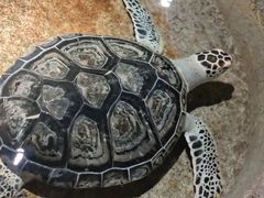 -大连圣亚海洋世界