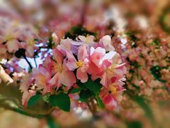 -海棠花溪(元大都城垣遗址公园)