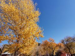 -新疆天山野生动物园