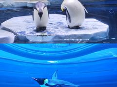 -上海海昌海洋公园