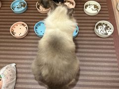 -MOCHA明星猫咖(田子坊店)