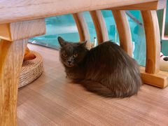 -飞行喵MR PILOT|猫舍·猫咖(静安大融城店)