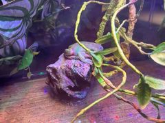 -百好乐宠物友好餐厅(朝外大街店)