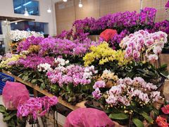 -双季花艺园艺市场(浦东店)