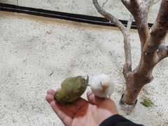 -上海大自然野生昆虫馆(东方明珠·爬宠昆虫探索中心)
