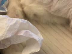 -纳吉亚猫专科动物诊疗中心(蒋宅口分院)