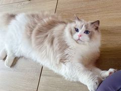 -momokira米努特·德文卷毛猫·棉花面纱犬