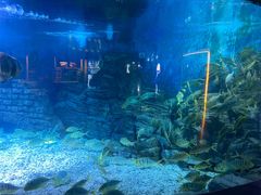 -烟台海昌鲸鲨海洋公园